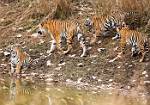 Tiger Family
